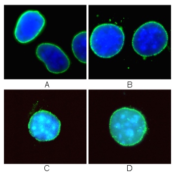 Human and mouse cells treated with different concentrations of ab24700. The cells were fixed in 4% formaldehyde and permeabilized in 0.2% Triton x100 for 10 minutes at room temperature, then washed 3 times in PBS. The fixation and permeabilization was carried out in a single step. The image shows clear staining of the nuclear envalope (green). The DNA is stained with DAPI (blue).A: HeLa cells, ab24700 used at 4µg/mlB: 3T3 cells, ab24700 used at 2µg/mlC: 3T3 cells, ab24700 used at 4µg/mlD: 3T3 cells, ab24700 used at 6.6µg/ml