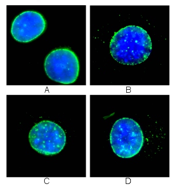 Human and mouse cells treated with different concentrations of ab24700. The cells were fixed in 100% methanol for 20 minutes at -20°C, then washed once in PBS. The image shows clear staining of the nuclear envalope (green). The DNA is stained with DAPI (blue).A: HeLa cells, ab24700 used at 4µg/mlB: 3T3 cells, ab24700 used at 2µg/mlC: 3T3 cells, ab24700 used at 4µg/mlD: 3T3 cells, ab24700 used at 6.6µg/ml