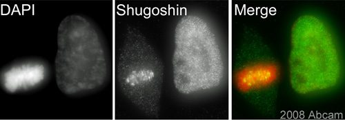 ab58023 (1/200) detecting Shugoshin in assynchronous HeLa cells (green - image depicts a metaphase and an interphase cell). Cells were fixed in paraformaldehyde, permeabilised with 0.5% Triton X100/PBS and counterstained with DAPI (red). Please refer to abreview for further experimental details.See Abreview