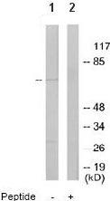 All lanes : Anti-Shugoshin antibody (ab64982) at 1/500 dilutionLane 1 : Extracts from HeLa cellsLane 2 : Extracts from HeLa cells with immunising peptide at 5 µgLysates/proteins at 5 µg per lane.