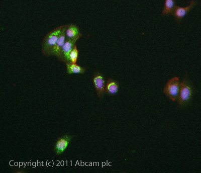 ICC/IF image of ab72064 stained MCF7 cells. The cells were 4% formaldehyde fixed (10 min) and then incubated in 1%BSA / 10% normal goat serum / 0.3M glycine in 0.1% PBS-Tween for 1h to permeabilise the cells and block non-specific protein-protein interactions. The cells were then incubated with the antibody (ab72064, 5µg/ml) overnight at +4°C. The secondary antibody (green) was ab96899, DyLight® 488 goat anti-rabbit IgG (H+L) used at a 1/250 dilution for 1h. Alexa Fluor® 594 WGA was used to label plasma membranes (red) at a 1/200 dilution for 1h. DAPI was used to stain the cell nuclei (blue) at a concentration of 1.43µM.
