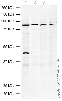 All lanes : Anti-NUP98 antibody (ab45584) at 1 µg/mlLane 1 : Jurkat (Human T cell lymphoblast-like cell line) Whole Cell LysateLane 2 : A431 (Human epithelial carcinoma cell line) Whole Cell LysateLane 3 : MCF7 (Human breast adenocarcinoma cell line) Whole Cell LysateLane 4 : SHSY-5Y (Human neuroblastoma cell line) Whole Cell Lysate Lysates/proteins at 10 µg per lane.SecondaryIRDye 680 Conjugated Goat Anti-Rabbit IgG (H+L) at 1/10000 dilutionPerformed under reducing conditions.