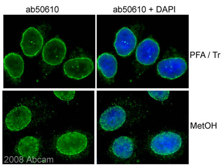 ab50610 (1/100) staining NUP98 in Human HeLa cells (green). Cells were fixed with para formaldehyde/Triton X-100 [10 min in PTEMF buffer (20mM PIPES, 1mM MgCl2, 10mM EGTA, 4% PFA) /0.2% Triton-X100 at room T°C] or methanol (6 min in Methanol -20 °C , followed by 3 washes in 1x PBS) and counterstained with DAPI in order to highlight the nucleus (blue).