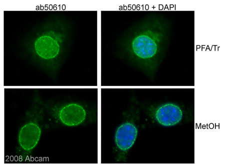 ab50610 (1/100) staining NUP98 in mouse NIH/3T3 cells (green). Cells were fixed with para formaldehyde/Triton X-100 (10 min in PTEMF buffer (20mM PIPES, 1mM MgCl2, 10mM EGTA, 4% PFA) /0.2% Triton-X100 at room T°C) or methanol (6 min in Methanol -20 °C , followed by 3 washes in 1x PBS) and counterstained with DAPI in order to highlight the nucleus (blue).