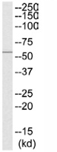 Anti-Nicotinic Acetylcholine Receptor beta antibody (ab110486) at 1/500 dilution + HeLa cell lysate