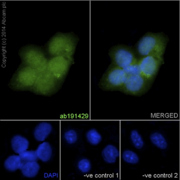 Immunofluorescent analysis of paraformaldehyde-fixed A431 cells labeling NXN with ab191429 at 1/250, Goat anti rabbit IgG (Alexa Fluor® 488) at 1/200 and DAPI staining (blue). The two negative controls: 1. Primary ab concentration (anti-NXN) is 1/100 dilution, Secondary ab (Goat anti mouse IgG (Alexa Fluor®594)) is 1/400 dilution; 2. Primary ab concentration (anti-NXN) is 1/100 dilution, Secondary ab (Goat anti mouse IgG (Alexa Fluor®594)) is 1/400 dilution.