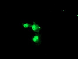 ab128096, at a dilution of 1/100, staining NYREN18 in COS7 cells transiently transfected with pCMV6-ENTRY NYREN18 by Immunofluorescence.