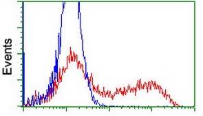 ab128096, at a dilution of 1/100, staining NYREN18 in HEK293T cells transfected with either pCMV6-ENTRY NYREN18 overexpress plasmid (Red) or empty vector control plasmid (Blue) by Flow Cytometry.