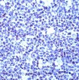 ab15112 staining Oct-1 in human tonsil by Immunohistochemistry (FFPE-sections).