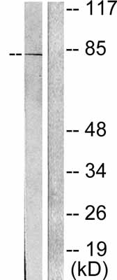 All lanes : Anti-Oct-1 antibody (ab53713) at 1/500 dilutionLane 1 : Extracts from HeLa cellsLane 2 : Extracts from HeLa cells, plus immunising peptide