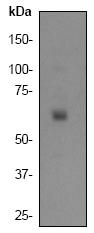 Anti-Oct-2 antibody (ab32156) at 1/1000 dilution + Raji cell lysate