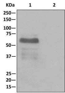 Immunoprecipitation of Oct-2 from Raji cell lysate using ab179808 at 1:10 for IP (lane 1) or 1X PBS (negative control) (lane 2), and HRP-conjugated anti-rabbit IgG preferentially detecting the non-reduced form of rabbit IgG.