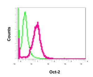 Flow Cytometrical analysis of permeabilized Daudi cells labeling Oct-2 with ab179808 at 1:100 (red) or a rabbit IgG (negative) (green).