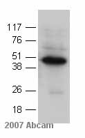 Anti-Oct4 antibody (ab18976) at 1/500 dilution + mouse embryonic stem cell whole cell lysate at 100 µg/mlSecondaryHRP conjugated goat anti-rabbitdeveloped using the ECL techniquePerformed under reducing conditions.