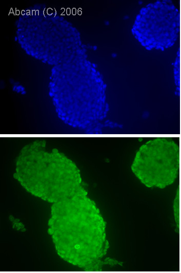 ab27985 recognizes Oct4 in mouse embryonic stem cells. DAPI staining is shown in the top panel while ab27985 staining is shown in the lower panel.See Abreview