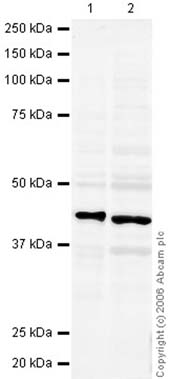All lanes : Anti-Oct4 antibody (ab27985) at 1 µg/mlLane 1 : Human Embryonic Stem Cell LysateLane 2 : Mouse Embryonic Stem Cell LysateLysates/proteins at 20 µg per lane.SecondaryGoat IgG secondary antibody (ab28445) at 1/10000 dilution