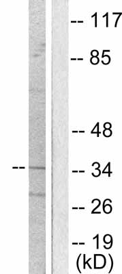 All lanes : Anti-Oct4 antibody (ab53028) at 1/500 dilutionLane 1 : HeLa cell extractLane 2 : HeLa cell extract with immunising peptide