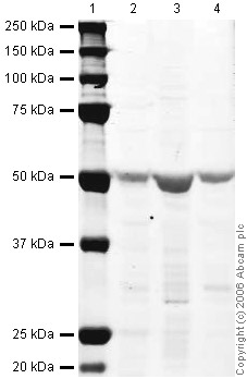 Lane 1 :  MarkerLanes 2 - 4 :  Anti-Oct6 antibody (ab31766) at 1 µg/mlLane 1 : As aboveLane 2 : Mouse Brain at 20 µgLane 3 : Brain (Mouse) Tissue Lysate - normal tissue, 0 days old (ab7188) at 20 µgLane 4 : Brain (Rat) Whole Cell Lysate - normal tissue at 20 µgSecondaryLanes 2 - 4 : IR Dye 680 Conjugated Goat Anti-Rabbit IgG (H+L) at 1/15000 dilutionPerformed under reducing conditions.