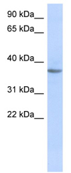 Anti-Olfactory receptor 10X1 antibody (ab87041) at 1 µg/ml + Human fetal muscle lysate at 10 µgSecondaryanti-Rabbit IgG HRP at 1/50000 dilution