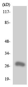 Anti-Olfactory receptor 10X1 antibody (ab137293) at 1/500 dilution + Jurkat cell lysate at 30 µg
