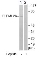 All lanes : Anti-OLFML2A antibody (ab75882) at 1/500 dilutionLane 1 : extracts from RAW264.7 cellsLane 2 : extracts from RAW264.7 cells with immunizing peptide at 10 µgLysates/proteins at 30 µg per lane.