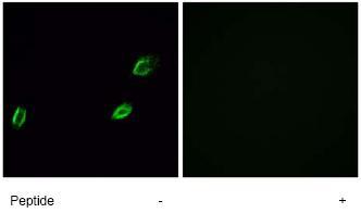 ab75882, at a dilution of 1/500-1/1000, staining OLFML2A in A549 cells by Immunofluorescence with (+) or without (-) immunising peptide.