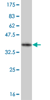 Western blot against tagged recombinant protein immunogen using ab56643 Olig2 antibody at 1ug/ml. 