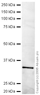 Anti-Olig3 antibody (ab26306) at 1 µg/ml + Mouse Fetus Lysate - 14 Days Old at 20 µgSecondaryIRDye 680 Conjugated Goat Anti-Rabbit IgG (H+L) at 1/15000 dilutionPerformed under reducing conditions.