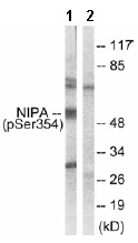 All lanes : Anti-NIPA (phospho S354) antibody (ab63557) at 1/500 dilutionLane 1 : extracts from COS7 cells, treated with HU (2nM, 24hours)Lane 2 : extracts from COS7 cells, treated with HU (2nM, 24hours) with immunizing phosphopeptide at 10 µgLysates/proteins at 30 µg per lane.