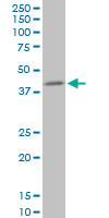 Anti-NIPP1 antibody (ab88143) at 1 µg/ml + PC12 cell lysate at 25 µgSecondaryGoat anti-Mouse IgG (H&L)-HRP at 1/2500 dilution