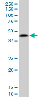 Anti-NIPP1 antibody (ab88143) at 1 µg/ml + HeLa nuclear cell lysate at 25 µgSecondaryGoat anti-Mouse IgG (H&L)-HRP at 1/2500 dilution