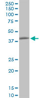Anti-NIPP1 antibody (ab88143) at 1 µg/ml + Raw 264.7 cell lysate at 25 µgSecondaryGoat anti-Mouse IgG (H&L)-HRP at 1/2500 dilution