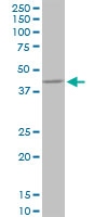 Anti-NIPP1 antibody (ab88143) at 1 µg/ml + NIH 3T3 cell lysate at 25 µgSecondaryGoat anti-Mouse IgG (H&L)-HRP at 1/2500 dilution