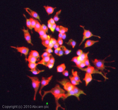 ICC/IF image of ab68718 stained PC12 cells. The cells were 100% methanol fixed (5 min) and then incubated in 1%BSA / 10% normal goat serum / 0.3M glycine in 0.1% PBS-Tween for 1h to permeabilise the cells and block non-specific protein-protein interactions. The cells were then incubated with the antibody (ab68718, 5µg/ml) overnight at +4°C. The secondary antibody (green) was Alexa Fluor® 488 goat anti-rabbit IgG (H+L) used at a 1/1000 dilution for 1h. Alexa Fluor® 594 WGA was used to label plasma membranes (red) at a 1/200 dilution for 1h. DAPI was used to stain the cell nuclei (blue) at a concentration of 1.43µM.