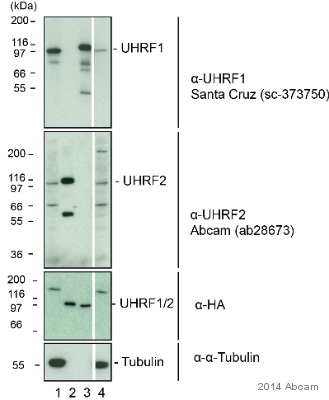 developed using the ECL techniquePerformed under reducing conditions.Exposure time : 2 minutesThis image is courtesy of an anonymous AbreviewWestern blot analysis using ab28673 at 1/2000.Lane 1) Whole cell HeLa lysateLane 2) Recombinant purified UHRF2 proteinLane 3) Recombinant purified UHRF1 proteinLane 4) Whole cell HeLa lysate with UHRF1 knockdown (short hairpin RNA)A HRP-conjugated donkey anti-rabbit IgG polyclonal (1/1000) was used as the secondary antibody.See Abreview