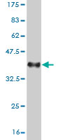 Western blot against tagged recombinant protein immunogen using ab57973 NIRF antibody at 1ug/ml.