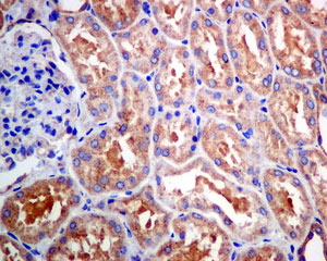 Immunohistochemical analysis of paraffin-embedded Human kidney tissue labeling OSBPL9 with ab151691 at 1/50 dilution.