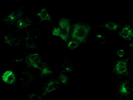 Immunofluorescent staining of OSGEP in COS7 cells transiently transfected with pCMV6-ENTRY OSGEP using ab119067 at 1/100 dilution.