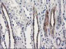 ab119067, at 1/150 dilution, staining OSGEP in paraffin-embedded Human kidney tissue by Immunohistochemistry.