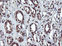 ab119311 at 1/150 dilution staining OSGEP in Paraffin-embedded Human Kidney tissue by Immunohistochemistry.