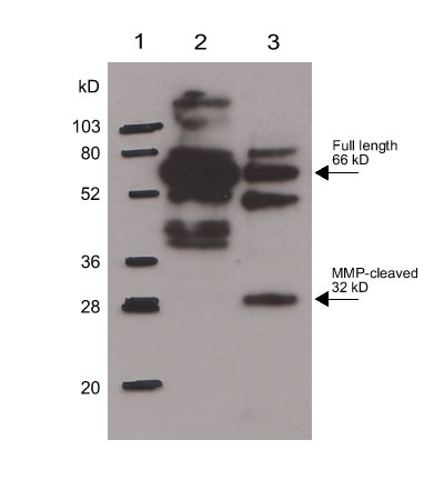 All lanes : Anti-Osteopontin antibody (ab8448) at 1/1000 dilutionLane 2 : Human OsteopontinLane 3 : MMP-cleaved Human OsteopontinLysates/proteins at 0.25 µg per lane.SecondaryHRP-conjugated Goat anti-Rabbit IgG at 1/10000 dilution