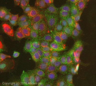 ICC/IF image of ab63856 stained MCF7 cells. The cells were 4% PFA fixed (10 min) and then incubated in 1%BSA / 10% normal goat serum / 0.3M glycine in 0.1% PBS-Tween for 1h to permeabilise the cells and block non-specific protein-protein interactions. The cells were then incubated with the antibody (ab63856, 5µg/ml) overnight at +4°C. The secondary antibody (green) was Alexa Fluor® 488 goat anti-rabbit IgG (H+L) used at a 1/1000 dilution for 1h. Alexa Fluor® 594 WGA was used to label plasma membranes (red) at a 1/200 dilution for 1h. DAPI was used to stain the cell nuclei (blue) at a concentration of 1.43µM.
