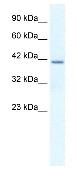 Anti-Osteopontin antibody (ab33046) at 1.25 µg/ml (in 5% skim milk / PBS buffer) + Jurkat cell lysate at 10 µgSecondaryHRP conjugated anti Rabbit IgG at 1/50000 dilution