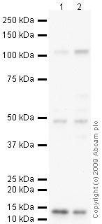 All lanes : Anti-Osteoprotegerin antibody (ab73400) at 1 µg/mlLane 1 : SK N BE (Human neuroblastoma) Whole Cell Lysate Lane 2 : K562 (Human erythromyeloblastoid leukemia cell line) Whole Cell Lysate Lysates/proteins at 10 µg per lane.SecondaryGoat polyclonal to Rabbit IgG - H&L - Pre-Adsorbed (HRP) at 1/3000 dilutionPerformed under reducing conditions.