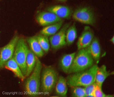 ICC/IF image of ab73400 stained MCF7 cells. The cells were 100% methanol fixed (5 min) and then incubated in 1%BSA / 10% normal goat serum / 0.3M glycine in 0.1% PBS-Tween for 1h to permeabilise the cells and block non-specific protein-protein interactions. The cells were then incubated with the antibody (ab73400, 5µg/ml) overnight at +4°C. The secondary antibody (green) was Alexa Fluor® 488 goat anti-rabbit IgG (H+L) used at a 1/1000 dilution for 1h. Alexa Fluor® 594 WGA was used to label plasma membranes (red) at a 1/200 dilution for 1h. DAPI was used to stain the cell nuclei (blue) at a concentration of 1.43µM. This antibody also gave a positive result in 100% methanol fixed (5 min) HeLa, Hek293 and HepG2 cells at 5µg/ml.