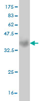 Western blot against tagged recombinant protein immunogen using ab57946 OTOP2 antibody at 1ug/ml.