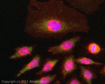 ICC/IF image of ab101471 stained HeLa cells. The cells were 4% PFA fixed (10 min) and then incubated in 1%BSA / 10% normal goat serum / 0.3M glycine in 0.1% PBS-Tween for 1h to permeabilise the cells and block non-specific protein-protein interactions. The cells were then incubated with the antibody (ab101471, 5µg/ml) overnight at +4°C. The secondary antibody (green) was ab96899, goat anti-rabbit DyLight® 488 (IgG H+L) used at a 1/250 dilution for 1h. Alexa Fluor® 594 WGA was used to label plasma membranes (red) at a 1/200 dilution for 1h. DAPI was used to stain the cell nuclei (blue) at a concentration of 1.43µM. This antibody also gave a positive result in 4% PFA fixed (10 min) Hek293, HepG2 and MCF7 cells at 5µg/ml, and in 100% methanol fixed (5 min)HeLa, HepG2 and MCF7 cells at 5µg/ml.