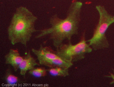 ICC/IF image of ab76648 stained HepG2 cells. The cells were 4% PFA fixed (10mins) and then incubated in 1%BSA / 10% normal goat serum / 0.3M glycine in 0.1% PBS-Tween for 1h to permeabilise the cells and block non-specific protein-protein interactions. The cells were then incubated with the antibody (ab76648, 5µg/ml) overnight at +4°C. The secondary antibody (green) was ab96879 Dylight 488 goat anti-mouse IgG (H+L) used at a 1/250 dilution for 1h. Alexa Fluor® 594 WGA was used to label plasma membranes (red) at a 1/200 dilution for 1h. DAPI was used to stain the cell nuclei (blue) at a concentration of 1.43µM.