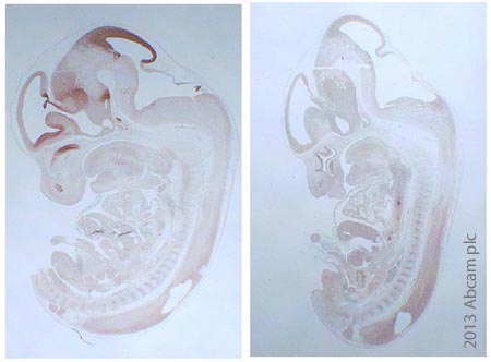 IHC-P image of Otx2 antibody (ab114138) on paraffin-embedded mouse embryo sections. The image on the left is of a WT embryo, whilst on the right is an embryo where Otx2 has been replaced with human Otx1 (hOtx1Otx2/Otx2). The sections underwent heat mediated antigen retrieval using Citrate Buffer, primary antibody was used at 1:500 dilution and Biocare Mach4 Kit was used to detect the primary antibody.