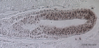 Mouse E6 embryos were sectioned and then fixed in paraformaldehyde. Antigen retrieval was performed using citric acid and the sections permeablized and blocked for 1 hour in serum. Embryos were stained with ab21990 (1/2500) diluted in 10% serum, 1% ovalbumin in PBSTween for 14 hours at 4°C. They were then washed and stained with a goat anti-rabbit biotin conjugated antibody. After using a biotinylated secondary, ABC and then DAB was used for color development.
